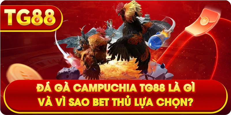 Đá gà Campuchia TG88 là gì và vì sao bet thủ lựa chọn?