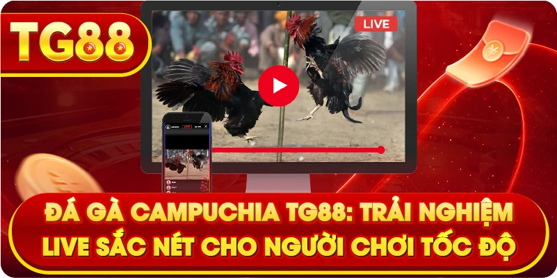 Đá Gà Campuchia TG88: Trải Nghiệm Live Sắc Nét Cho Người Chơi Tốc Độ