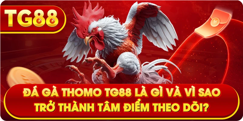 Đá gà Thomo TG88 là gì và vì sao trở thành tâm điểm theo dõi?