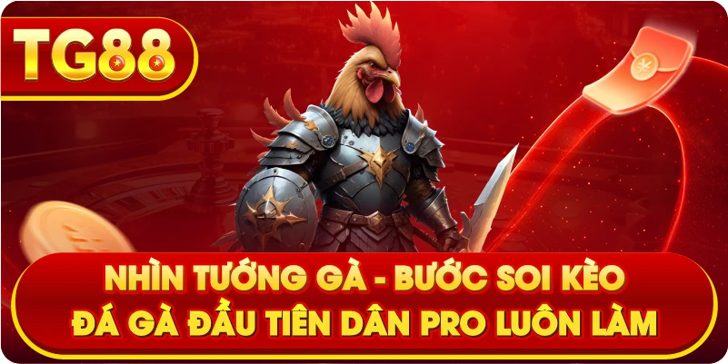 Nhìn tướng gà – Bước soi Kèo Đá Gà đầu tiên dân pro luôn làm