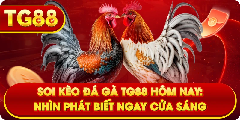 Soi Kèo Đá Gà TG88 Hôm Nay: Nhìn Phát Biết Ngay Cửa Sáng